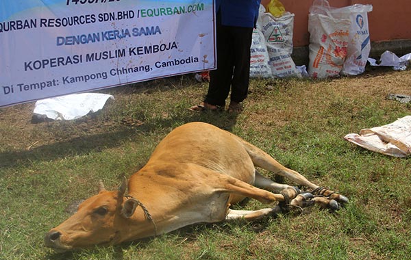 lembu equrban kemboja
