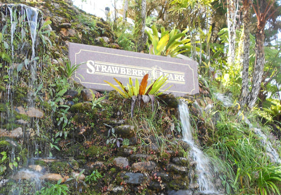 strawberry-park-resort-cameron-highland