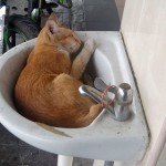 kucing tidur nyenyak dalam sinki