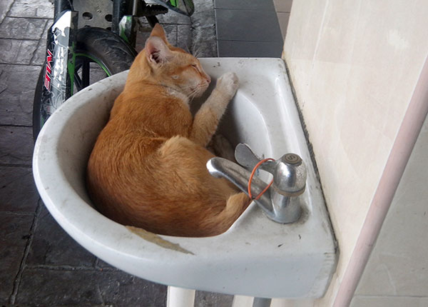 kucing tidur nyenyak dalam sinki