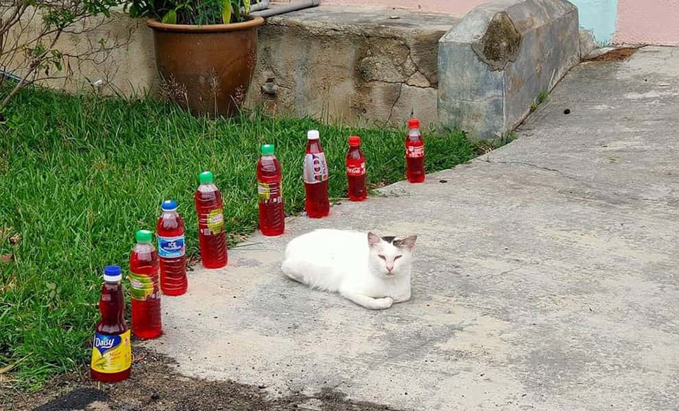 Botol air merah halau kucing berak Botol air merah halau kucing berak