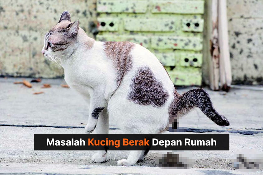 Masalah kucing berak depan rumah Masalah kucing berak depan rumah