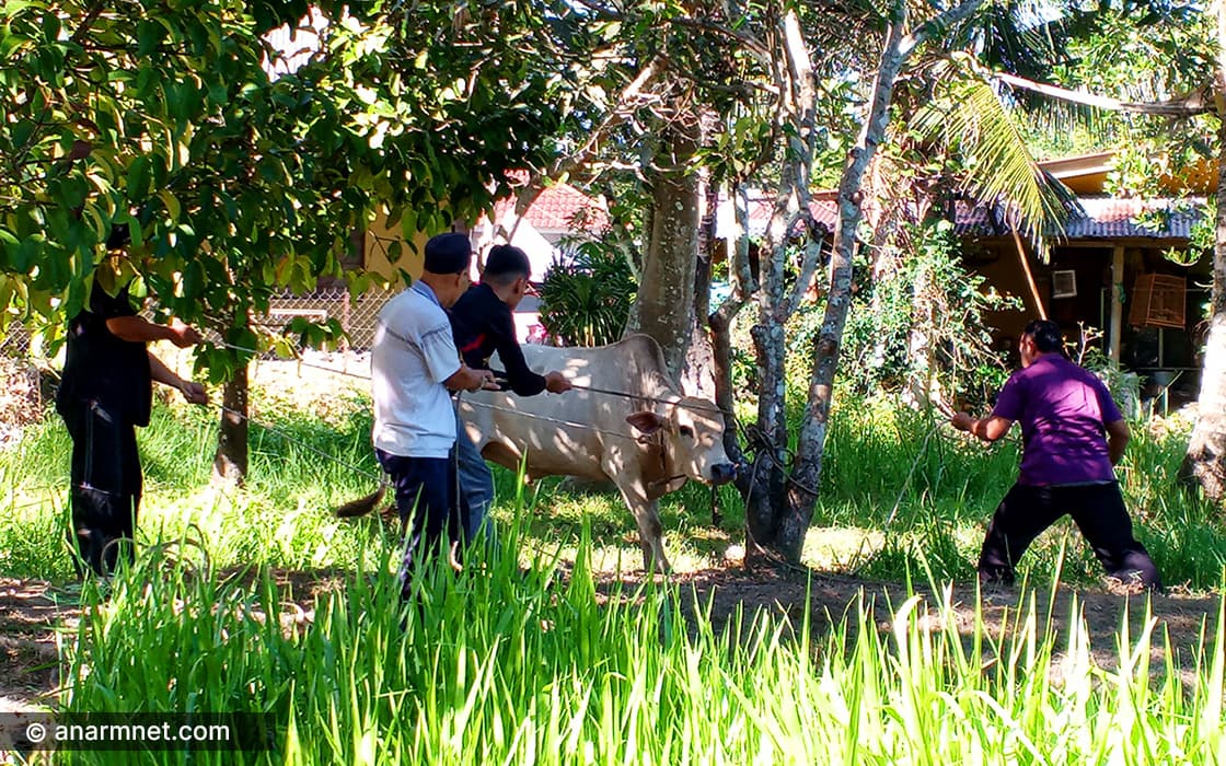 Lembu korban Aidiladha 2023
