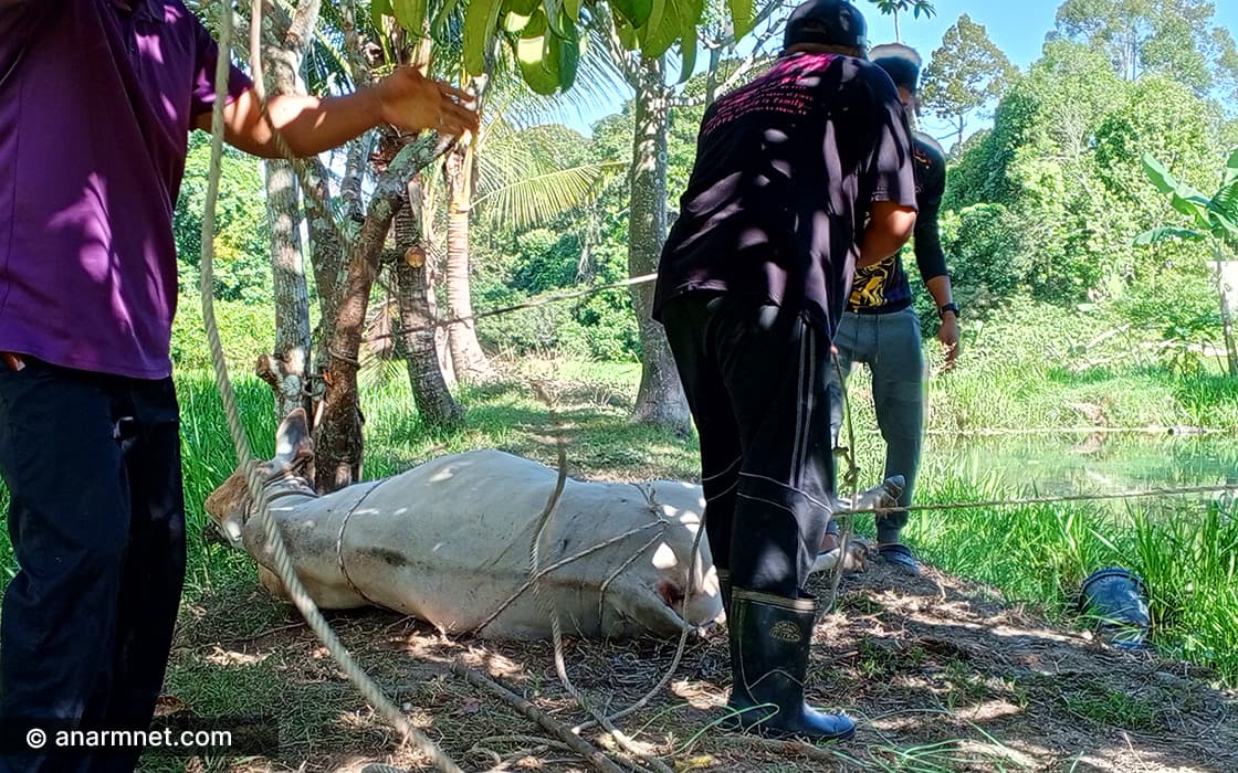Lembu untuk korban Aidiladha