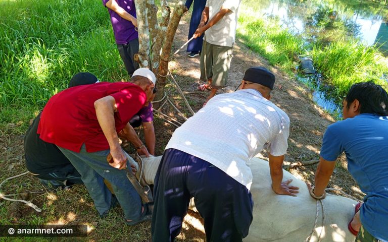 sembelih lembu korban aidiladha Sembelih lembu korban Aidiladha